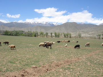 「キルギス共和国」シルクロードを放浪した2006年の旅行記の画像
